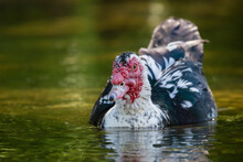 Muscovy Duck Swimming In Water, Close Up, Portrait