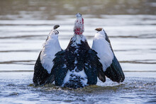 Muscovy Duck Standing By Water With Wings Open