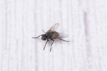 one fly siting on the wall