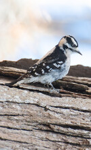  Downy Woodpecker Small Woodpecker