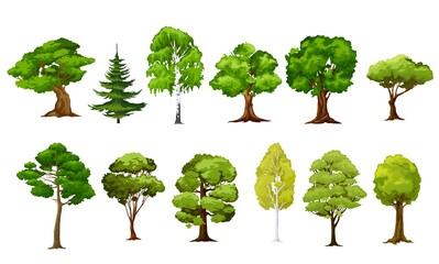 Poster - Cartoon isolated vector trees. Forest and garden green trees. Coniferous and deciduous plants, oak, birch and spruce or pine isolated landscape objects. Spring, summer foliage