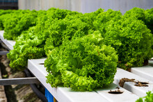 Lettuce Grown In Ebb And Flow Hydroponic Systems, Ready For Harvest. Close-up Shot