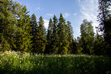 Glade In The Fir Forest At Sunset