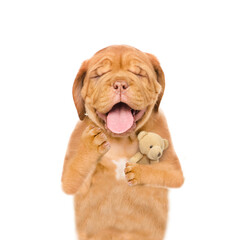 Poster - Yawning sleepy Mastiff puppy hugs favorite toy bear.  isolated on white background