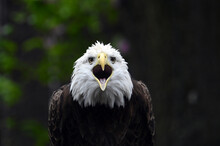 Bald Eagle Squawking In The Rain

