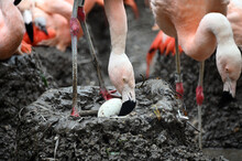 Chilean Flamingo Egg In A Nest
