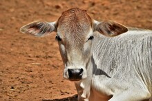 Zebu Cow Face Close Up
