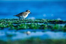 Lesser Sand Plover, A Bird In The Water, A Plover, Charadrius Mongolus.