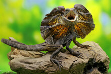 Soa Payung (Chlamydosaurus Kingii), Also Known As The Frilled Lizard Or Frilled Dragon, Is Showing A Threatening Expression.