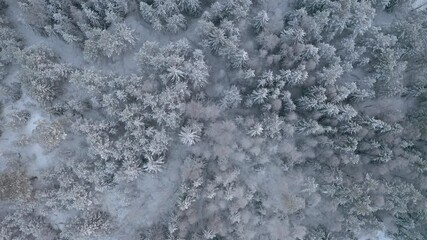 Wall Mural - Aerial top down view of boreal forest in winter with fresh white snow on the trees.