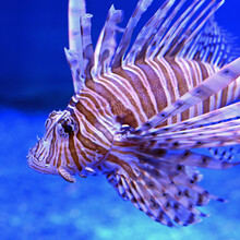 Red Lionfish Swimming, Close Up