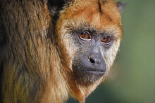 Brown Howler Monkey Face Close Up