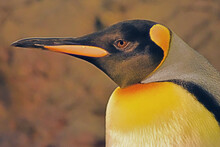 King Penguin Face Close Up