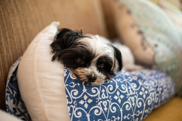 Wall Mural - Adorable dog sleeping on pillow 