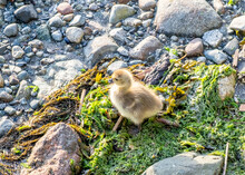 One Tiny Gosling Looking For Food On Rock Beach