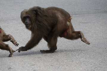 macaque à face rouge en liberté traversant une router en Thaïlande 