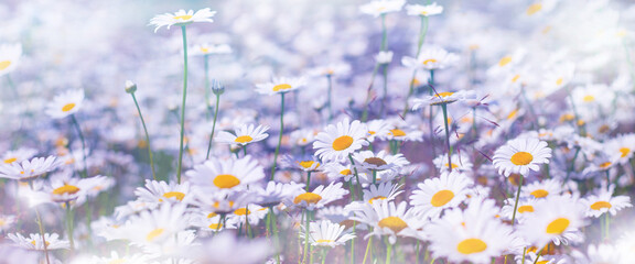 Aufkleber - Daisies in the field. Summer bright landscape with beautiful wild flowers camomiles. Panorama with daisy wildflowers.