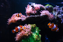 Clownfish Or Anemonefish Are Fishes From The Subfamily Amphiprioninae In The Family Pomacentridae, In Aquarium Tank With Reef As Background.