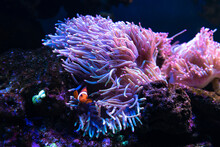 Clownfish Or Anemonefish Are Fishes From The Subfamily Amphiprioninae In The Family Pomacentridae, In Aquarium Tank With Reef As Background.