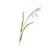 Brome grass. Bromus inermis, botanical drawing. Wild field plant on stem with leaves. Herbaceous flora. Colored flat vector illustration isolated on white background