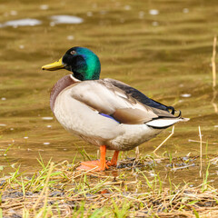 Wall Mural - wild duck (anas platyrhynchos) male standing at water