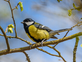 Wall Mural - great tit (Parus major) bird on branch