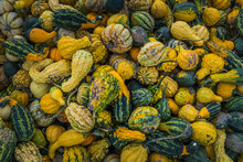 Close-up Of A Bin Full Of Squashes And Curcubits On A Fall Day In Farm Of Monteregie, A Region Of Quebec, Canada