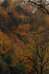 Wall Mural - Urban park in an autumn day