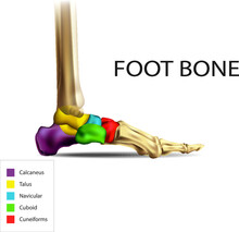 Bones Of The Foot .Tarsals Or Tarsus, Metatarsals, Phalanges Stock Illustration