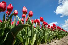 Beautiful Tulips In A Tulip Field In Winter Or Spring.