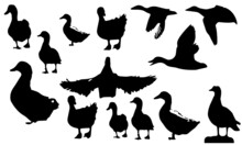 Vector Design Silhouettes Of Duck Collection