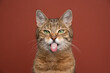 naughty golden brown tabby cat sticking out tongue on red-brown background with copy space