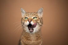 Hungry Green Eyed Tabby Cat With Mouth Open Licking Lips Waiting For Food Tone On Tone Portrait On Brown Background