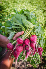 Wall Mural - Harvesting radish in the garden. Farmer with freshly harvested vegetables, organic farming concept.