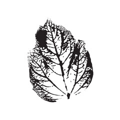 black maple leaves imprints on white background. hand drawn floral elements. vector foliage stamp
