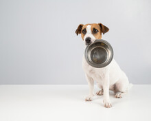 Hungry Jack Russell Terrier Holding An Empty Bowl On A White Background. The Dog Asks For Food.