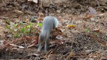 Grey Squirrel Foraging For Food In A North Carolina Autumn Forest