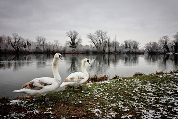 Canvas Print - Swans