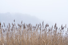 Common Reed (Phragmites) On A Frosty And Foggy Day On The Swedish West Coast. Selective Focus.