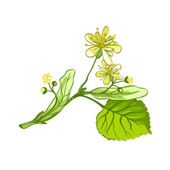 Sticker - linden herbal illustration. Hand drawn botanical sketch style. Good for using in packaging - tea, oil, cosmetics etc. 