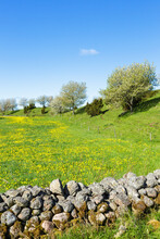 Stone Wall In A Field Of Flowering Dandelions