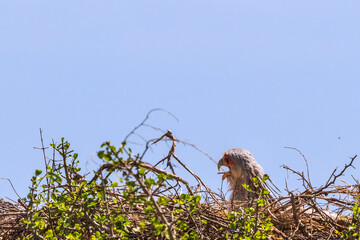 Canvas Print - Secretary Bird nesting in a treetop in Africa