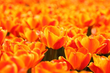 orange spring flowers