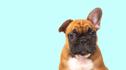  cute funny ginger french bulldog puppy on blue background looking at the camera with place for text and copy space banner. funny animals concept