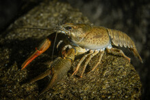 Freshwater Crab With Red Claw