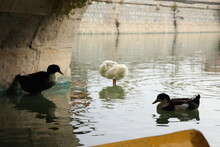 Three Cute Ducks Swimming In Water, Leaves, Nature And Water