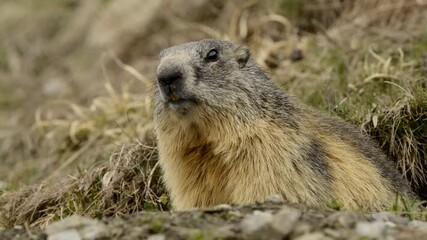 Wall Mural - groundhog marmot in mountain looking at you