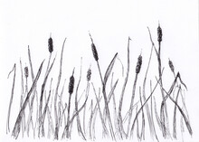 Ink Painting With Black And White Cattail Grass. Peaceful Oriental Landscape With Plants. Concept For Poster, Print, Meditation Background. Abstract Tranquil Nature Artwork.