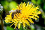 Fototapeta  - pszczoła na mniszku