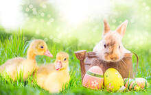 Cute Little Easter Chick On Green Meadow In Nature With Bokeh Landscape In Spring And Easter Bunny In Basket With Easter Eggs.
